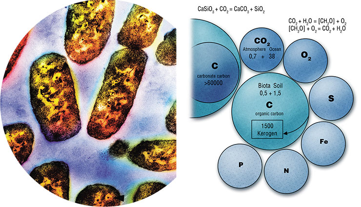 Typical prokaryotes, hydrogen-reducing bacteria (left). Photograph by E. Kiseleva. Geochemical carbonate cycle and biogeochemical cycles (modified after Zavarzin, 2001). All contents are in 1018 g