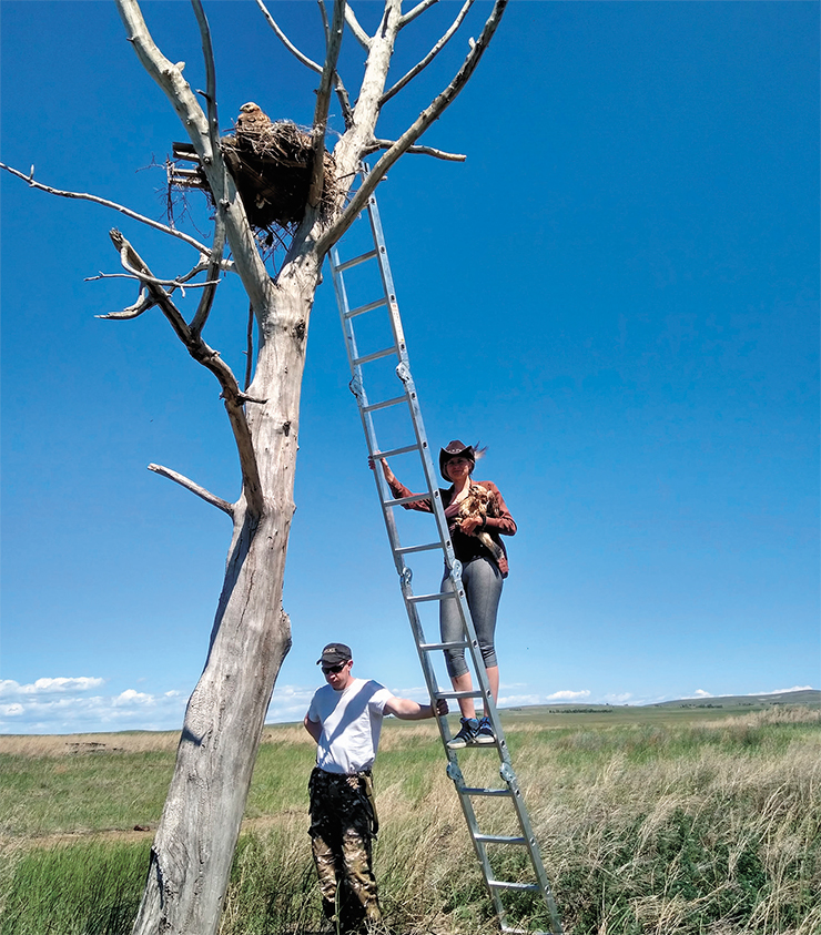 Project to restore the saker falcon gene pool in the Altai–Sayan region was launched in 2017 at the RRRCN experimental sites