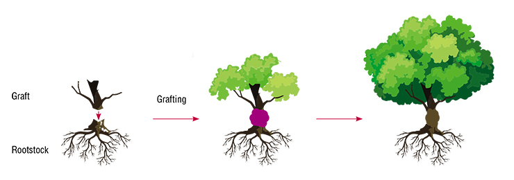 Grafting produces a sort of a centaur – a plant that consists of two genetically distinct individuals (the rootstock below and the graft above). While the genomes of both plants remain unchanged, there remains a possibility of genetic exchange between the rootstock and the graft, e.g. via RNA Grafting produces a sort of a centaur – a plant that consists of two genetically distinct individuals (the rootstock below and the graft above). While the genomes of both plants remain unchanged, there remains a possibility of genetic exchange between the rootstock and the graft, e.g. via RNA