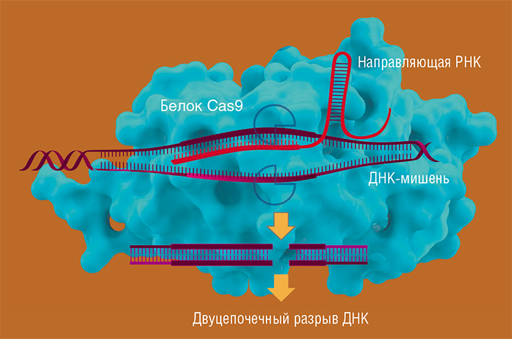 В основу технологии редактирования генома CRISPR/Cas легла система «приобретенного иммунитета» бактерий, позволяющая им противостоять вирусам-бактериофагам. Современная система CRISPR/Cas состоит из некодирующей направляющей молекулы РНК и ферментов-нуклеаз Cas. Направляющая РНК находит целевой участок гена и присоединяется к нему с помощью Cas-белка. В месте посадки Cas разрезает цепь ДНК – в получившийся разрыв можно встроить любую донорную молекулу ДНК В основу технологии редактирования генома CRISPR/Cas легла система «приобретенного иммунитета» бактерий, позволяющая им противостоять вирусам-бактериофагам. Современная система CRISPR/Cas состоит из некодирующей направляющей молекулы РНК и ферментов-нуклеаз Cas. Направляющая РНК находит целевой участок гена и присоединяется к нему с помощью Cas-белка. В месте посадки Cas разрезает цепь ДНК – в получившийся разрыв можно встроить любую донорную молекулу ДНК