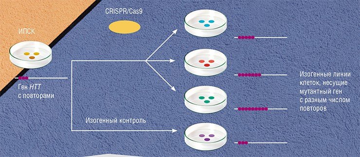 Система геномного редактирования CRISPR/Cas9 сегодня используется для создания клеточных линий, моделирующих болезнь Гентингтона, через получение индуцированных плюрипотентных стволовых клеток (ИПСК) из соматических клеток человека Система геномного редактирования CRISPR/Cas9 сегодня используется для создания клеточных линий, моделирующих болезнь Гентингтона, через получение индуцированных плюрипотентных стволовых клеток (ИПСК) из соматических клеток человека
