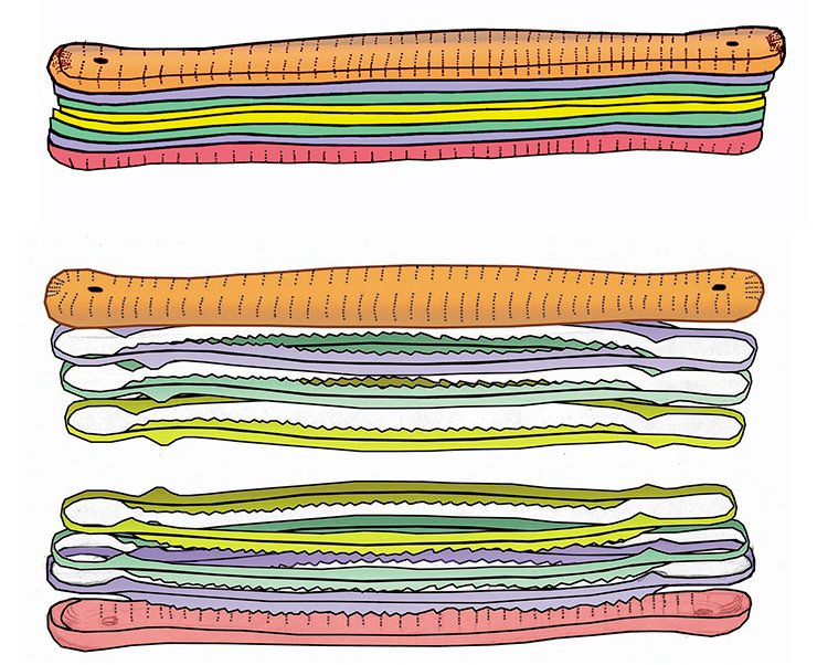 The diatom frustule consists of two overlapping valves connected by a system of griddle bands The diatom frustule consists of two overlapping valves connected by a system of griddle bands