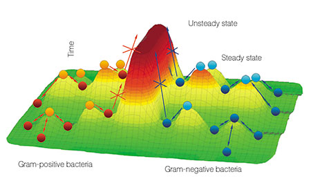 The theory of plasticity of genomes and steady states (Repin et al., 2001) can be illustrated, for simplicity’s sake, by a diagram where balls stand for cell populations and holes symbolize time-variant ecological niches. Cells in unsteady states (at the hill tops) will with time unfailingly turn into steady states. If an “obstacle” is formidable, several steps are needed to go from one state to another