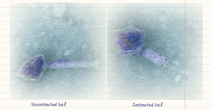 The “tail” of bacteriophages can be different in length and structure: a long, flexible, and uncontracted tail is a specific feature of the phage family Siphoviridae, and a short tail, of the family Podoviridae. As for the family Myoviridae, its members have a rigid tail that can contract, and a kind of “neck”, separating the tail from its head (above)