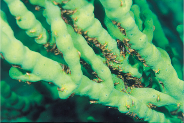 Симбиотические рачки Brandtia parasitica на ветвистой губке Lubomirskia baicalensis. Фото О. А. Тимошкина