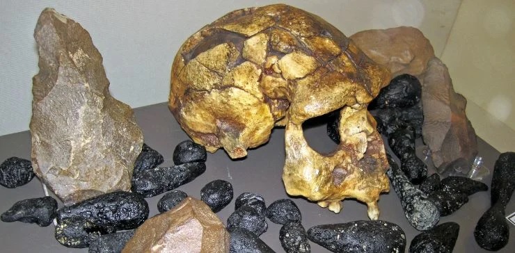 Череп Homo erectus (Индонезия) Череп Homo erectus (Индонезия)