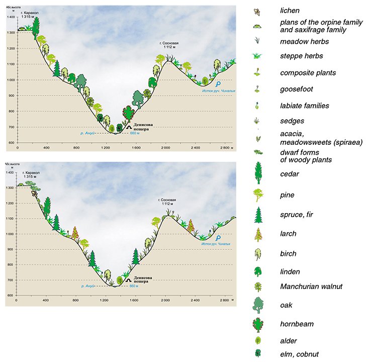 Vegetation of the Anui Valley during the warmest interglacial period of the Pleistocene 240,000—180,000 years ago (above) and in the coldest period 20,000—18,000 years ago (below). From: (Agadzhyanyan, Shunkov, 2009) Vegetation of the Anui Valley during the warmest interglacial period of the Pleistocene 240,000—180,000 years ago (above) and in the coldest period 20,000—18,000 years ago (below). From: (Agadzhyanyan, Shunkov, 2009)