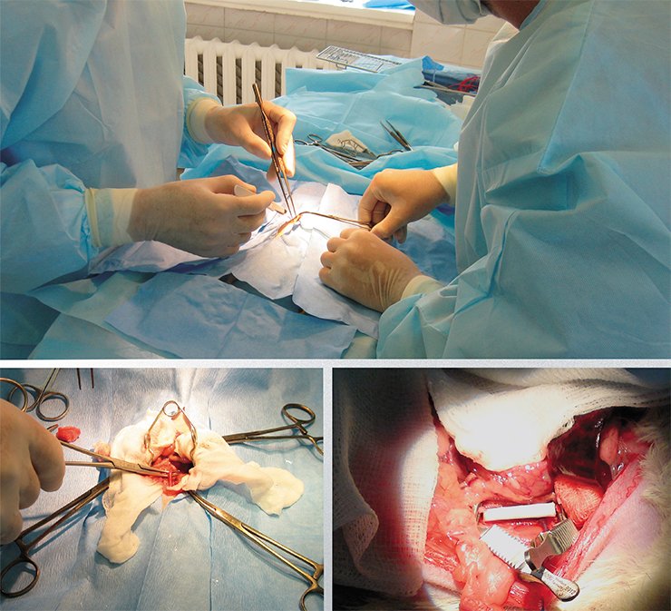 Surgeons from the Meshalkin Institute of Circulation Pathology successfully transplanted a prosthesis of polycaprolactone produced at the Institute of Chemical Biology and Fundamental Medicine into the ventral aorta of a Wistar rat. In comparison to their surgery the deed of the skilled craftsman Levsha does not seem so amazing: after all, the flea’s legs were of iron, but would he have managed to sew a tiny elastic prosthesis into a soft living vessel escaping from sight? Photo by the courtesy of I. Popova (Meshalkin Institute of Circulation Pathology)