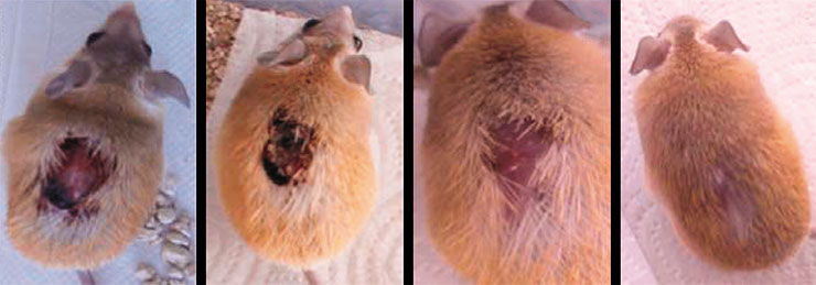 Successful wound healing in an adult Cairo spiny mouse (Acomys cahirinus) caught in a faulty running wheel: 2, 12, 21, and 50 days after the injury. Adapted from: (Pinheiro et al., 2018). Scientific Figure on ResearchGate