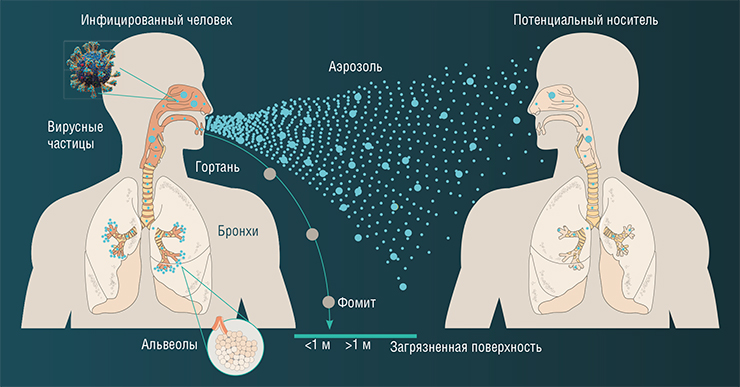 При воздушно-капельном пути передачи инфекции возбудитель поступает в окружающую среду вместе с частицами, выделяемыми из дыхательных путей при кашле, чихании и т. п. Мелкие (< 5 и 5–100 мкм) капли в виде аэрозоля могут распространяться на расстояние более 2 м и находиться в воздухе в течение нескольких минут и даже часов. Это более распространенный путь передачи инфекции, чем крупные (>100 мкм) капли-фомиты, разлетающиеся не далее одного метра и осаждающиеся менее чем за 5 с. При воздушно-капельном пути передачи инфекции возбудитель поступает в окружающую среду вместе с частицами, выделяемыми из дыхательных путей при кашле, чихании и т. п. Мелкие (< 5 и 5–100 мкм) капли в виде аэрозоля могут распространяться на расстояние более 2 м и находиться в воздухе в течение нескольких минут и даже часов. Это более распространенный путь передачи инфекции, чем крупные (>100 мкм) капли-фомиты, разлетающиеся не далее одного метра и осаждающиеся менее чем за 5 с.