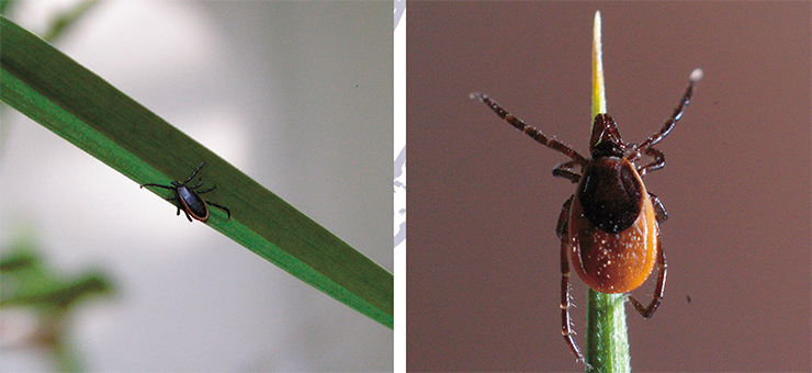 The taiga tick Ixodes persulcatus is the most widespread tick in Russia—its geographic range extends from northwestern regions (Leningrad oblast and Karelia) across the entire country to the Far East. This tick inhabits taiga, forest, and forest–steppe biotopes; it occurs in piedmont forest–steppe and in the mountain-forest belt up to an altitude of 2000 m (Filippova, 1977). Adults are active from early spring to mid-summer; larvae and nymphs are active throughout the entire warm season. Ixodes persulcatus poses the greatest danger to humans as it carries pathogens of the most severe forms of tick-borne encephalitis. This tick species also carries pathogens of tick-borne borreliosis and relapsing fevers (Borrelia miyamotoi) (Korenberg, 2013). Infection can occur as a result of suction of not only females but also male ticks, which suck for a short time, and, in rare cases, nymphs. Male (left) and female (right) of the taiga tick Ixodes persulcatus. Photo by V. Panov (Institute of Animal Systematics and Ecology SB RAS, Novosibirsk) and S. Tkachev