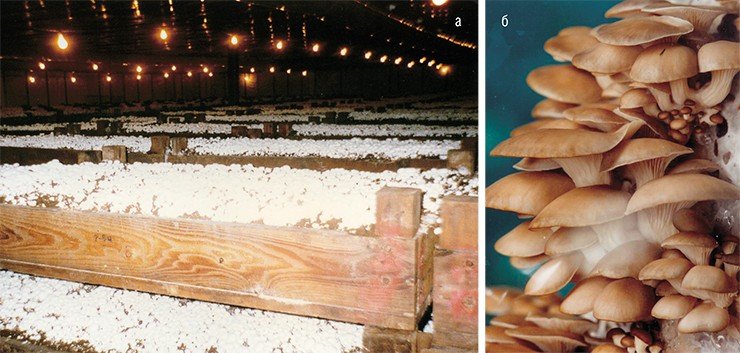 Популярные культивируемые грибы: а – шампиньон (Agaricus bisporus) (США, 1995); б – вешенка устричная (Pleurotus ostreatus) (Новосибирск, 2008); в – шиитаке (Lentinus edodes) (США, 2005) Популярные культивируемые грибы: а – шампиньон (Agaricus bisporus) (США, 1995); б – вешенка устричная (Pleurotus ostreatus) (Новосибирск, 2008); в – шиитаке (Lentinus edodes) (США, 2005)
