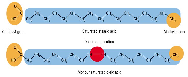 The carbon atoms in fatty acid molecules may be linked with either single or double (unsaturated) chemical bond The carbon atoms in fatty acid molecules may be linked with either single or double (unsaturated) chemical bond
