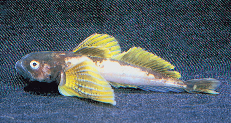 Желтокрылая широколобка или желтокрылка (Cottocomephorus grewingkii), – самец в брачном наряде. Нерест у желтокрылки бывает 3 раза в год: в марте, в мае и августе