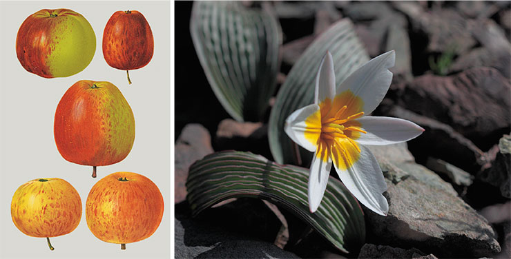 Chromolithography from Regel’s book Russian Pomology. Description of Characteristics and Breeding Methods for Fruit Plants Varieties Growing in the Northern, Central, and South–Eastern Provinces of Russia (1868). Public Domain. Regel was the first to describe the tulips Tulipa kaufmanniana from Uzbekistan and Tulipa greigii (Greig’s tulip) from the Karatau Ridge, the predecessors of hundreds of modern varieties. His name was given to a rare wild species Tulipa regelii, which grows in the southeast of Kazakhstan. © CC BY 2.0/chernoburko
