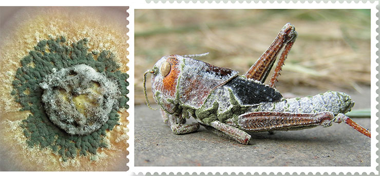 Migratory locust nymph that died from infection with the parasitic fungus Metarhizium robertsii. On the left is a colony of the Metarhizium fungus growing on an artificial nutrient medium. Photo by V. Kryukov Migratory locust nymph that died from infection with the parasitic fungus Metarhizium robertsii. On the left is a colony of the Metarhizium fungus growing on an artificial nutrient medium. Photo by V. Kryukov