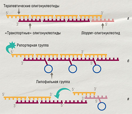 Конкатемерные комплексы для доставки олигонуклеотидов в клетки состоят из двух цепей ДНК. Одна из них – биологически активные олигонуклеотиды, комплементарная цепь – транспортер. Вторая цепь включает в себя stopper-олигонуклеотиды, регулирующие размер комплекса. В состав транспортеров могут входить остатки холестерина, способствующие транспорту конструкции в клетку. Протяженные олигонуклеотидные нанокомплексы активнее проникают в клетки благодаря повышенному сродству к фосфолипидным мембранам. А присоединение холестериновых группировок к транспортеру позволяет сохранить высокую биологическую активность терапевтической молекулы. а – немодифицированный конкатемер; б – конкатемер, содержащий на одной цепи репортерную флуоресцентную группу, на другой – липофильные холестериновые группы; в – немодифицированный конкатемер, гибридизированный с липофильно-модифицированным stopper-олигонуклеотидом
