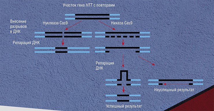 Схема укорочения удлиненного тракта повторов CAG гена HTT с помощью стандартной системы CRISPR/Cas9, вносящей в ДНК двунитевые разрывы, и с использованием никаз Cas9, которые вносят однонитевые разрывы. По: (Cinesi et al., 2016) Схема укорочения удлиненного тракта повторов CAG гена HTT с помощью стандартной системы CRISPR/Cas9, вносящей в ДНК двунитевые разрывы, и с использованием никаз Cas9, которые вносят однонитевые разрывы. По: (Cinesi et al., 2016)