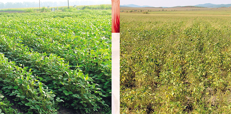 Genome editing has made it possible to produce high-yield plants resistant to pests and herbicides. Left – crops of genetically modified glyphosate-resistant soy; right – crops of regular soy infested with weeds. Photo: V. Dorokhov. Based on (Dorokhov, 2004) Genome editing has made it possible to produce high-yield plants resistant to pests and herbicides. Left – crops of genetically modified glyphosate-resistant soy; right – crops of regular soy infested with weeds. Photo: V. Dorokhov. Based on (Dorokhov, 2004)