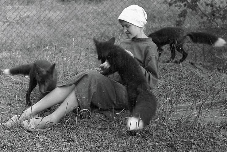 Belyaev’s main achievement was the concept and implementation of the experiment on fox domestication, which demonstrates the role of behavior-based selection in animal domestication. The experiment is considered to be one of the most famous biological experiments of the twentieth century Belyaev’s main achievement was the concept and implementation of the experiment on fox domestication, which demonstrates the role of behavior-based selection in animal domestication. The experiment is considered to be one of the most famous biological experiments of the twentieth century
