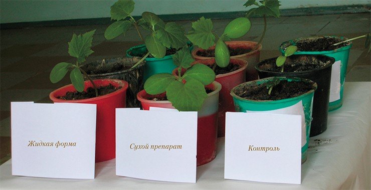 Испытания жидкой и сухой форм биопрепаратов на основе хищных грибов показали их высокую эффективность как для защищенного, так и открытого грунта. Контрольные растения, почва под которыми не была обработана препаратом, значительно отставали в росте и урожайности 