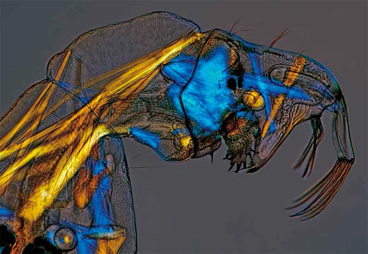 Polarized light, 100X. Charles Krebs, Issaquah, WA, USA. Seventh Prize, 2013 Olympus BioScapes Digital Imaging Competition®. www.OlympusBioScapes.com Polarized light, 100X. Charles Krebs, Issaquah, WA, USA. Seventh Prize, 2013 Olympus BioScapes Digital Imaging Competition®. www.OlympusBioScapes.com