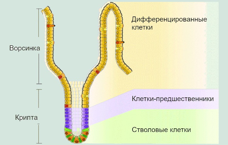 Кишечный эпителий по своей пространственной структуре неоднороден: стволовые клетки, включая Lgr5⁺ и их делящихся потомков, локализуются в углублениях-криптах, а ворсинки содержат только дифференцированные клетки. По: (Carulli, Samuelson, Schnell, 2014) Кишечный эпителий по своей пространственной структуре неоднороден: стволовые клетки, включая Lgr5⁺ и их делящихся потомков, локализуются в углублениях-криптах, а ворсинки содержат только дифференцированные клетки. По: (Carulli, Samuelson, Schnell, 2014)