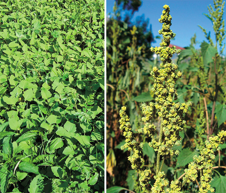 Rag sumpweed (Cyclachaena xanthiifolia (Nutt.) Fresen). By mid-20th century, it became a common species in western, central and southern regions of European Russia, and eventually expanded into Siberia and spread across the whole forest-steppe zone of the Altai Kray. Photo: A. N. Kupriyanov, A. L. Ebel