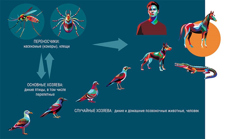 Многие вирусы семейства Flaviviridae относятся к арбовирусам, т.е. передаются преимущественно с помощью кровососущих переносчиков. В природных очагах такие вирусы циркулируют в основном между птицами и членистоногими, тогда как другие животные для них – случайные хозяева и сами, как правило, не являются звеном в передаче инфекции. По: (Локтев, 2009)