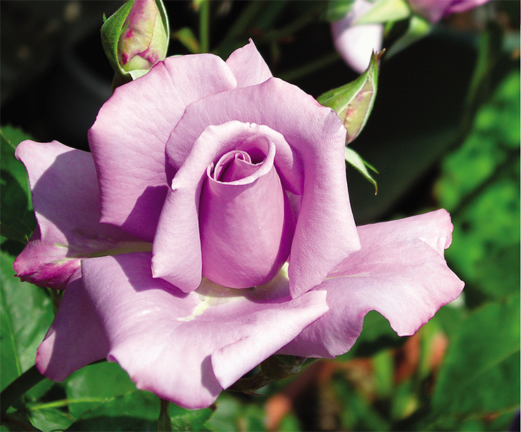 A blue rose had remained an unreachable dream for centuries until researchers from a Japanese company called Suntory injected a rose with a pansy gene coding delphinidine, a blue pigment common in delphiniums, aubergines and other plants. However, blue-tinged roses have been created before, using the standard selection methods, for instance, Blue Moon (right), a popular variety with astrong light blue hue if grown in bright sunlight. © CC BY-SA 2.0 Yamada A blue rose had remained an unreachable dream for centuries until researchers from a Japanese company called Suntory injected a rose with a pansy gene coding delphinidine, a blue pigment common in delphiniums, aubergines and other plants. However, blue-tinged roses have been created before, using the standard selection methods, for instance, Blue Moon (right), a popular variety with astrong light blue hue if grown in bright sunlight. © CC BY-SA 2.0 Yamada