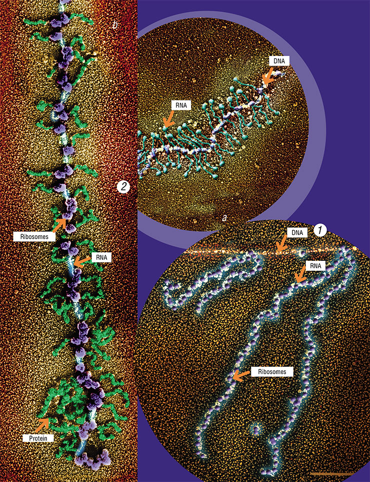 Different types of RNA molecules in modern living cells participate in basic processes related to genetic code reading. Genetic code reading in eukaryotes is spatially separated: transcription occurs in the nucleus (2a) and translation in the cytoplasm (2b). Transcription (genetic code reading) from DNA to RNA and the ensuing translation (synthesis) of a protein molecule on the matrix RNA in prokaryotes (1) and eukaryotes (2). Photograph by E. Kiseleva (Share Center for Microscopy of Biological Objects, Novosibirsk)