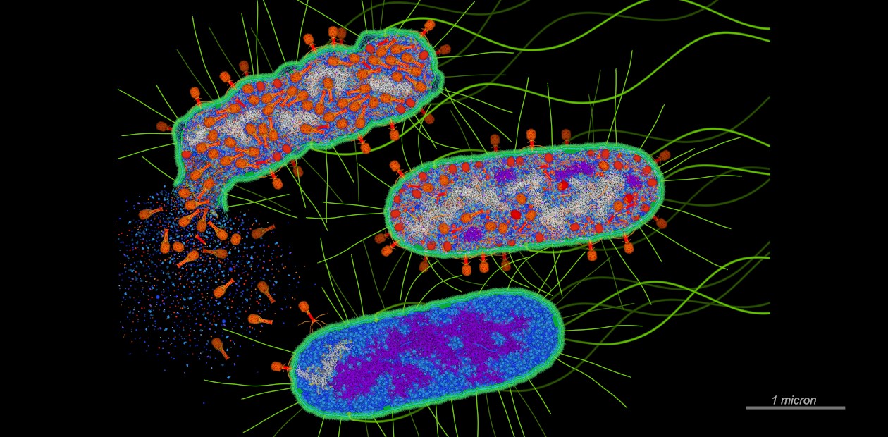 Атака бактериофагов на кишечную палочку (E. coli). В зараженной клетке происходит множественное копирование фага, затем клетка «взрывается», высвобождая новые фаговые частицы, которые заражают новые бактерии. CC BY 4.0/DavidGoodsell Атака бактериофагов на кишечную палочку (E. coli). В зараженной клетке происходит множественное копирование фага, затем клетка «взрывается», высвобождая новые фаговые частицы, которые заражают новые бактерии. CC BY 4.0/DavidGoodsell