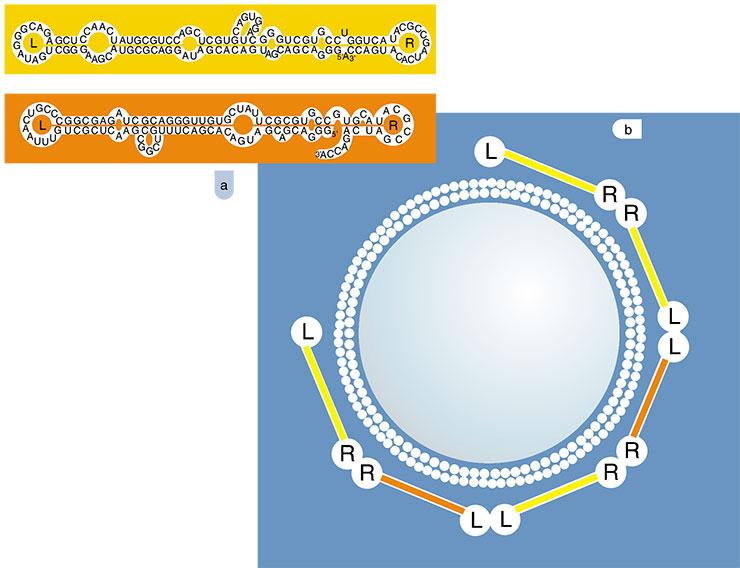 Negatively charged RNAs are able to interact with negatively charged membranes! For this purpose, they learned to work in a ‘team’: a) nucleotide sequences of RNA isolated from the RNA preparation capable of binding to a phospholipid membrane; b) the scheme of how a ‘membrane’ complex is formed on the surface of a liposome