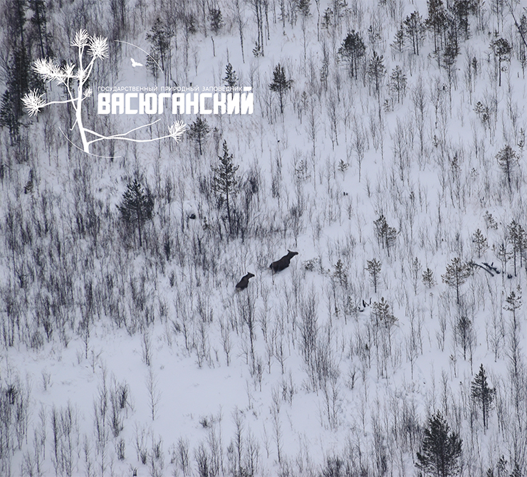 The moose (Alces alces) is one of the common larger mammals of the Vasyugan Mire. Its hooves can spread wider than in most other deer, allowing it to move easily across soft surfaces. In winter, moose stay in forested areas in the upper flow of rivers and in valleys of larger rivers that wedge into raised bogs. In such places, there may be up to ten moose per square kilometer (about 4 per square mile). Photo: S. Balykin
