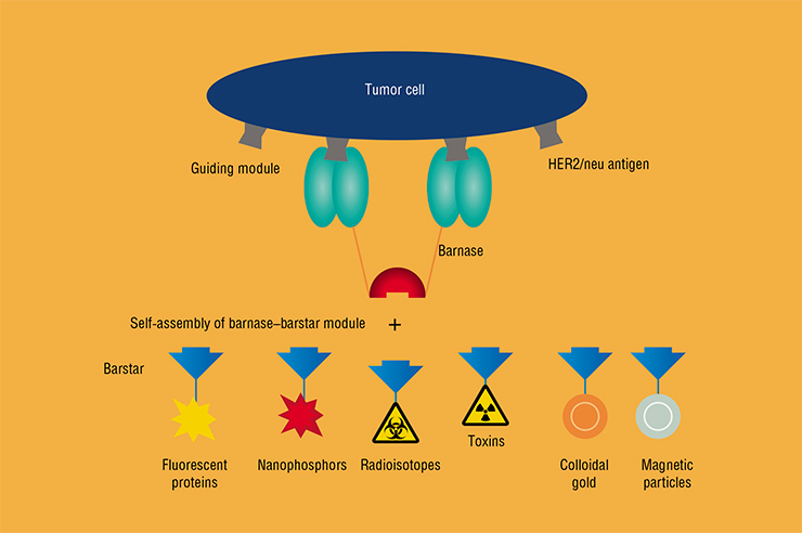 An example of targeted anticancer drugs with a universal framework module consisting of the barnase protein, a bacterial enzyme, and barstar, its natural inhibitor. These small, highly soluble and stable, proteins can form by simple mixing a surprisingly strong complex through self-assembly. In so doing, the ends of both proteins remain free, allowing for attachment of the various therapeutic agents—from addressing mini-antibodies to most diverse toxins, radioisotopes, etc. There are many uses to this complex. For example, by attaching the addressing part of the antibody to two barnase molecules and an exotoxin to barstar, we obtained a well-functioning therapeutic construct against HER 2 tumor cells. A crucial advantage of these drugs is their very high specificity. Adapted from: (Deev, 2017) An example of targeted anticancer drugs with a universal framework module consisting of the barnase protein, a bacterial enzyme, and barstar, its natural inhibitor. These small, highly soluble and stable, proteins can form by simple mixing a surprisingly strong complex through self-assembly. In so doing, the ends of both proteins remain free, allowing for attachment of the various therapeutic agents—from addressing mini-antibodies to most diverse toxins, radioisotopes, etc. There are many uses to this complex. For example, by attaching the addressing part of the antibody to two barnase molecules and an exotoxin to barstar, we obtained a well-functioning therapeutic construct against HER 2 tumor cells. A crucial advantage of these drugs is their very high specificity. Adapted from: (Deev, 2017)