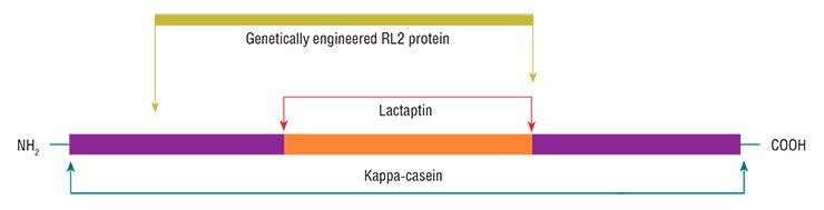 A research team of the Institute of Chemical Biology and Fundamental Medicine, Siberian Branch, Russian Academy of Sciences (Novosibirsk, Russia) discovered a new protein with apoptotic properties in breast milk; the protein was named lactaptin. The peptide with a molecular weight of 8.6 kDa contains 74 amino acid residues and is a fragment of the human milk kappa-casein. Several analogs of this peptide, including the RL2 protein, have been genetically engineered based on Escherichia coli A research team of the Institute of Chemical Biology and Fundamental Medicine, Siberian Branch, Russian Academy of Sciences (Novosibirsk, Russia) discovered a new protein with apoptotic properties in breast milk; the protein was named lactaptin. The peptide with a molecular weight of 8.6 kDa contains 74 amino acid residues and is a fragment of the human milk kappa-casein. Several analogs of this peptide, including the RL2 protein, have been genetically engineered based on Escherichia coli