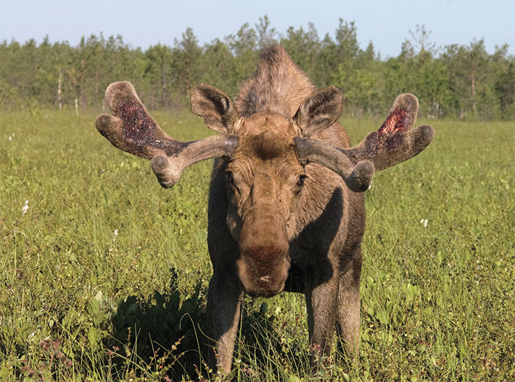 Лось европейский, или сохатый (Alces alces), – самый крупный олень заповедника. Длинные ноги помогают ему легко передвигаться и по болотам летом, и по глубокому снегу зимой. Взрослые самцы достигают впечатляющих размеров и носят огромные рога. К зиме рога сбрасывают, но они вновь отрастают в начале лета. Сначала рога мягкие и покрыты бархатистой кожицей, но к осени затвердевают и очищаются. Это – грозное оружие для защиты от хищников и для борьбы за самку. Фото Е. Стрельникова Лось европейский, или сохатый (Alces alces), – самый крупный олень заповедника. Длинные ноги помогают ему легко передвигаться и по болотам летом, и по глубокому снегу зимой. Взрослые самцы достигают впечатляющих размеров и носят огромные рога. К зиме рога сбрасывают, но они вновь отрастают в начале лета. Сначала рога мягкие и покрыты бархатистой кожицей, но к осени затвердевают и очищаются. Это – грозное оружие для защиты от хищников и для борьбы за самку. Фото Е. Стрельникова