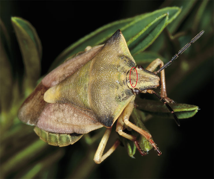 Along with the sophisticated compound eyes, insects may also have simple ones, which are, in fact, analogues of single facets. The photo shows a bug of the genus Carpocoris with two accessory eyes, or ocelli