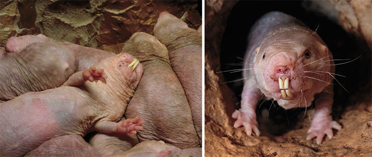 Голые землекопы (Heterocephalus glaber) – небольшие роющие грызуны сухих равнин Восточной Африки. Обитают в экстремальных условиях, включая высокую концентрацию углекислого газа в подземных норах, а социальное устройство их колоний напоминает общественных насекомых. Эти долгожители не чувствуют боли при действии высокой температуры и не болеют раком. © CC BY-NC-ND 2.0 / Josh More Голые землекопы (Heterocephalus glaber) – небольшие роющие грызуны сухих равнин Восточной Африки. Обитают в экстремальных условиях, включая высокую концентрацию углекислого газа в подземных норах, а социальное устройство их колоний напоминает общественных насекомых. Эти долгожители не чувствуют боли при действии высокой температуры и не болеют раком. © CC BY-NC-ND 2.0 / Josh More
