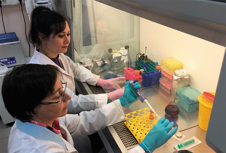 V. V. Morozova and Yu. N. Kozlova (Laboratory of Molecular Microbiology with the Institute of Chemical Biology and Fundamental Medicine, Russian Academy of Sciences, Novosibirsk) titrate a bacteriophage preparation