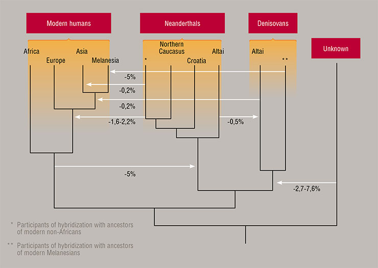 This is the way the humans’ family tree updated in line with the most recent paleogenetic data looks like. The arrows and numbers stand for the gene flows among the various groups of ancient hominins and their contribution to the gene pools. From S. Pääbo’s presentation at the symposium “The origin of the Upper Paleolithic in Eurasia and evolution of the genus Homo.” Gorny Altai, July 2018
