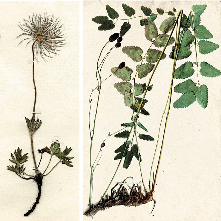 Кровохлебка аптечная (Sanguisorba officinalis L.) – многолетнее травянистое растение из семейства розоцветных. В народной медицине корень применяется при расстройствах желудка и дизентерии