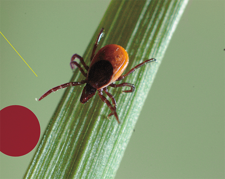 Таежный клещ Ixodes persulcatus, ареал которого простирается от северо-западных районов через всю страну до Дальнего Востока, наиболее опасен для людей, так как может служить переносчиком субтипов вируса клещевого энцефалита, способных вызвать самые тяжелые формы этой болезни. Фото С. Ткачева Таежный клещ Ixodes persulcatus, ареал которого простирается от северо-западных районов через всю страну до Дальнего Востока, наиболее опасен для людей, так как может служить переносчиком субтипов вируса клещевого энцефалита, способных вызвать самые тяжелые формы этой болезни. Фото С. Ткачева