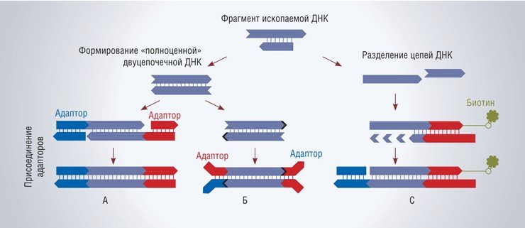 DNA seq.jpg