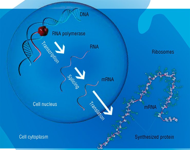 All the hereditary information is encoded in the form of nucleotide sequence in DNA molecule. The DNA region responsible for the synthesis of one protein is referred to as gene. When a gene is activated, DNA double helix unwinds, and the enzyme RNA polymerase synthesizes the RNA strand from this DNA template according to a complementarity principle (transcription). After “maturation” (splicing), this RNA becomes the template for protein synthesis of amino acids, each of which is encoded by its own codon, a triplet of nucleotides. The process of translation (protein synthesis) on mRNA is accomplished by many ribosomes, the cell organelles located on RNA as beads. The protein chain elongates with the advance of ribosome along the template, that is, with reading of the encoded information (according to Karpova et al., 2006)
