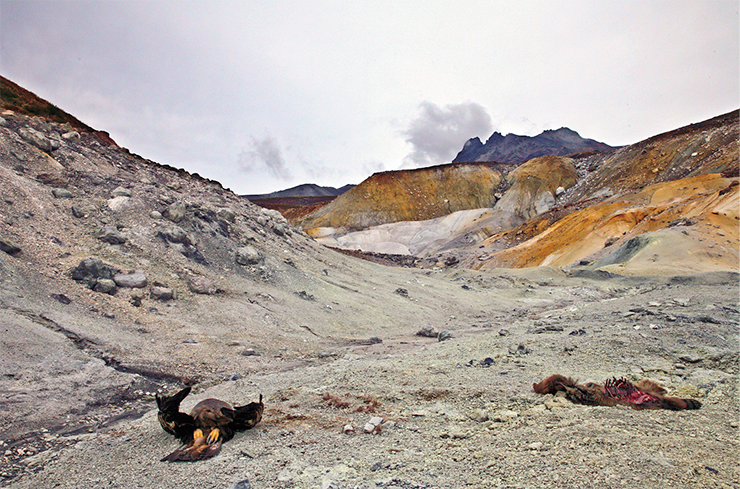 In the Death Valley, poisonous volcanic gas, nascent from small apertures of the river banks covered with sulphur, accumulates near the ground. Its latest victims are a silly bear cub and an eagle attracted by the easy prey In the Death Valley, poisonous volcanic gas, nascent from small apertures of the river banks covered with sulphur, accumulates near the ground. Its latest victims are a silly bear cub and an eagle attracted by the easy prey