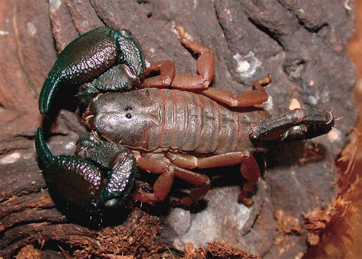 Opisthacanthus rugiceps (сем. Hemiscorpiidae). Свазиленд. Фото Т. Эзендама
