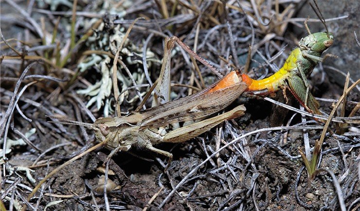 Копуляция пары особей конька изменчивого (Chothippus biguttulus) (самка слева) Копуляция пары особей конька изменчивого (Chothippus biguttulus) (самка слева)