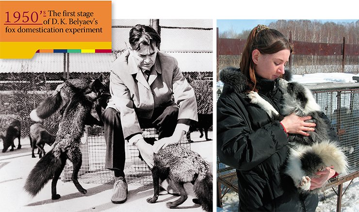 D. K. Belyaev at the fur farm of the research farms of the SB AS USSR in Kainskaya Zaimka (left). Domesticated foxes are the result of long-term breeding for tamability of foxes of the wild phenotype from farm populations, which has been conducted at the Institute of Cytology and Genetics for over 45 years. During this period, over 50,000 progenies of the foxes have been obtained and tested for their ability to domesticate D. K. Belyaev at the fur farm of the research farms of the SB AS USSR in Kainskaya Zaimka (left). Domesticated foxes are the result of long-term breeding for tamability of foxes of the wild phenotype from farm populations, which has been conducted at the Institute of Cytology and Genetics for over 45 years. During this period, over 50,000 progenies of the foxes have been obtained and tested for their ability to domesticate
