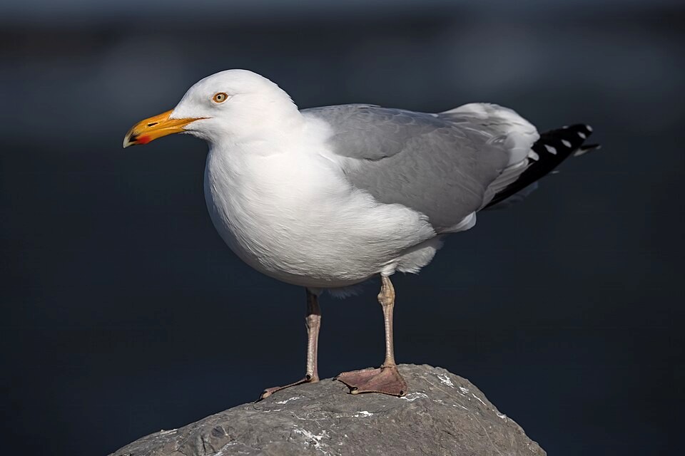 Вверху – молодая американская серебристая чайка (Larus smithsonianus) в «детском» оперении. © BY-NC-ND 2.0/Chuck Homler d/b/a Focus On Wildlife. Внизу – взрослая особь. © CC BY-SA 4.0/Herring Gull Juvenile Вверху – молодая американская серебристая чайка (Larus smithsonianus) в «детском» оперении. © BY-NC-ND 2.0/Chuck Homler d/b/a Focus On Wildlife. Внизу – взрослая особь. © CC BY-SA 4.0/Herring Gull Juvenile